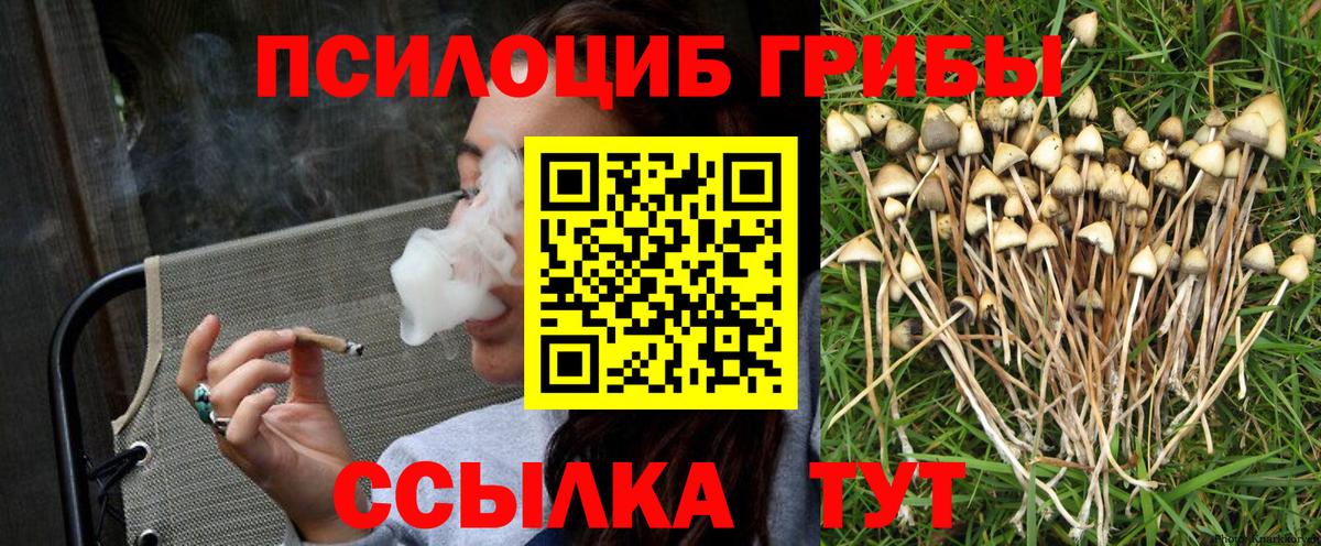 Галлюциногенные грибы Psilocybine cubensis Междуреченск