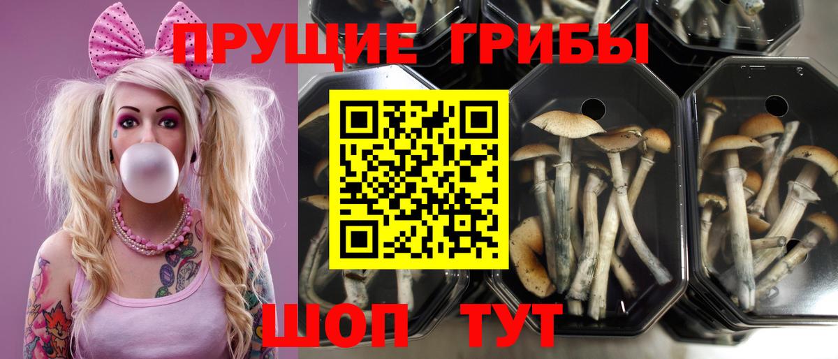 Междуреченск  Псилоцибиновые грибы Cubensis  Вход с VPN  Галлюциногенные грибы Psilocybine cubensis 